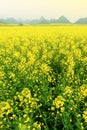 Scenery yellow mustard flowers fields in full bloom Royalty Free Stock Photo