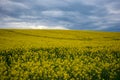 Yellow oilseed rape field under dramatic sky Royalty Free Stock Photo