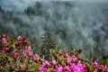 Scenes along appalachian trail in great smoky mountains Royalty Free Stock Photo