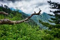 Scenes along appalachian trail in great smoky mountains Royalty Free Stock Photo