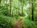 Scenes along appalachian trail in great smoky mountains Royalty Free Stock Photo