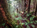 Scenes along appalachian trail in great smoky mountains Royalty Free Stock Photo