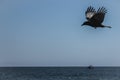 Scenes from a bird , ocean and a boat