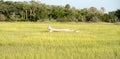 Scenes at botany bay plantation near charleston south carolina Royalty Free Stock Photo