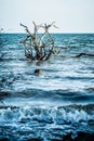 Scenes at botany bay plantation near charleston south carolina Royalty Free Stock Photo