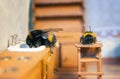 Scenes from the life of bumblebee family. Royalty Free Stock Photo