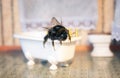 Scenes from the life of bumblebee family. Royalty Free Stock Photo