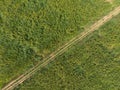 Scenic aerial view of flower and grass in agriculture field.Aerial rural landscape view of country road with meadow grass.drone