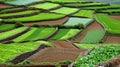 Scenic aerial view of lush green fields and agricultural farm in rural landscape Royalty Free Stock Photo