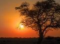 Scenic African Sunset with the rays shining through a tree Royalty Free Stock Photo