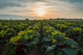 Scenic agricultural field featuring thriving beetroot crops under sunny skies Royalty Free Stock Photo