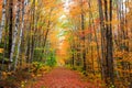 Scenic alley in rural Vermont during autumn time Royalty Free Stock Photo