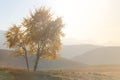 Scenic alone autumn tree on a hill slope with sunny beams Royalty Free Stock Photo