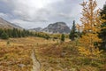 Scenic Alpine Meadow Landscape Autumn Colors Change Golden Larch Tree Sunshine Meadows Banff National Park Royalty Free Stock Photo