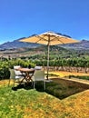 Empty Table and Umbrella in a Vineyard in Africa