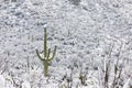 Arizona desert snow with Saguaro cactus Royalty Free Stock Photo