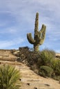 Scenic Arizona Desert Saguaro Cactus Landscape Royalty Free Stock Photo