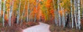 Autumn alley panoramic view in Uinta Wasatch Cache National forest