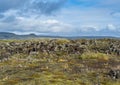 Scenic autumn green lava fields near Fjadrargljufur Canyon in Iceland. Green moss on volcanic lava stones. Unique lava fields