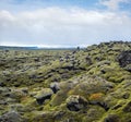 Scenic autumn green lava fields near Fjadrargljufur Canyon in Iceland. Green moss on volcanic lava stones. Unique lava fields