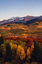 Autumn landscape with aspen trees in Kebler Pass, Colorado Royalty Free Stock Photo