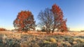 Scenic Autumn Landscape Of Colorful Nature On October Meadow With Trees. Red Foliage On Tree And Hoarfrost On Grass. Fall