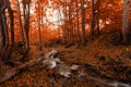 Scenic autumn landscape, stunning autumn dawn landscape, Royalty Free Stock Photo
