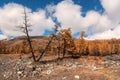 Scenic autumn mountain landscape in golden sunny light. Beautiful red larch trees with orange foliage in sunny stone hill. Idyllic Royalty Free Stock Photo