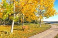 A Scenic Autumn Pathway with Bright Yellow and Gold Leaves