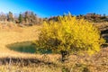 Scenic autumn sunny day blue sky landscape of Cheshe mountain lake and tree with yellow leaves on Chernogor Mount in West Caucasus Royalty Free Stock Photo