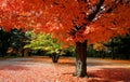 Scenic Autumn Time Royalty Free Stock Photo