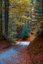 Scenic autumn trail along Eibsee lake in Bavaria, Germany