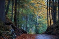 Scenic autumn trail along Eibsee lake in Bavaria, Germany