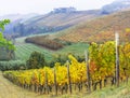 scenic autumn vineyards of grapewine in Piedmont - famous wine region of Italy.