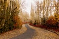 Scenic autumn walkway with vibrant yellow and orange leaves covering the paved pathway.