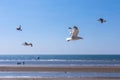 Scenic beach with seagulls soaring above a picturesque shoreline with waves lapping against the sand