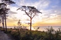 Scenic beach sunset with dark silhouette of pine tree. Orange light above the sea horizon. Coast wood landscape. Baltic sea nature