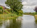 The scenic and beautiful Grand Western Canal, Tiverton, Devon, UK. With swans.