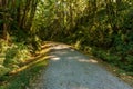 Scenic and beautiful hiking gravel road or trail in the forest. Royalty Free Stock Photo