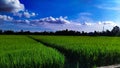 A scenic beauty of a rice field in Imphal Manipur India Royalty Free Stock Photo