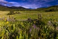 Scenic beauty in summer spring of wildflowers and mountains, Hastings Mesa, Colorado near Ridgway Telluride