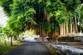 Scenic big tropical green tree on the white background