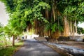 Scenic big tropical green tree on the white background