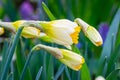Scenic blooming Daffodils close-up in green grass. Natural spring background, greeting card Royalty Free Stock Photo