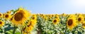 Scenic blooming rows of green yellow sunflowers plant plantation field meadow against clear cloudy blue sky horizon Royalty Free Stock Photo