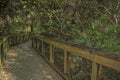 Shadows While Walking Through a Florida Swamp