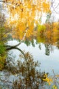 Scenic bright landscape golden multicolored autumn, fall birch tree with yellow leaves along pond. reflection mirrored