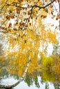 Scenic bright landscape golden multicolored autumn, fall birch tree with yellow leaves along pond. reflection mirrored in river