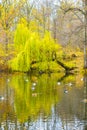 Scenic bright landscape golden multicolored autumn, fall. willow tree with long leaves going to pond, reflection mirrored in river