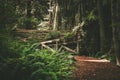 Scenic California Redwood Trail with Small Wooden Bridge Royalty Free Stock Photo